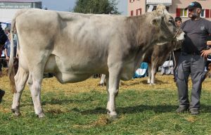 141004Altdorf 092